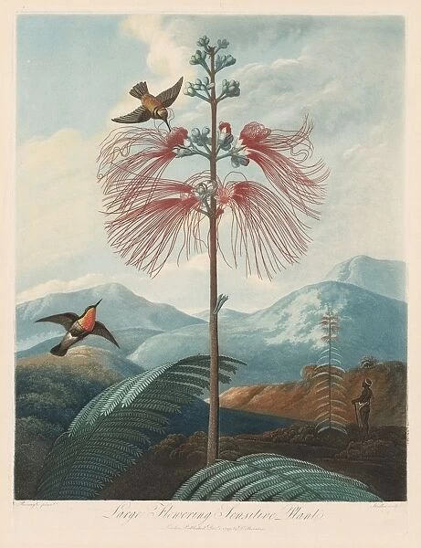 The Temple of Flora, or Garden of Nature: Large Flowering Sensitive Plant, 1799-1807