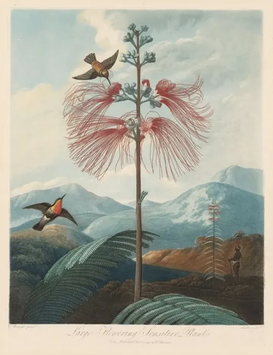 Framed Print : The Temple of Flora, or Garden of Nature: Large Flowering Sensitive Plant, 1799-1807 Framed Print : The Temple of Flora, or Garden of Nature: Large Flowering Sensitive Plant, 1799-1807