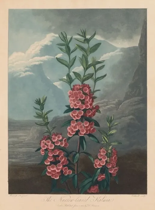 Framed Print : The Temple of Flora, or Garden of Nature: The Narrow-leaved Kalmia, Mountain Laurel, 1804 Framed Print : The Temple of Flora, or Garden of Nature: The Narrow-leaved Kalmia, Mountain Laurel, 1804