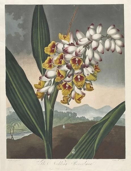 The Temple of Flora, or Garden of Nature: The Nodding Renealmia, 1801
