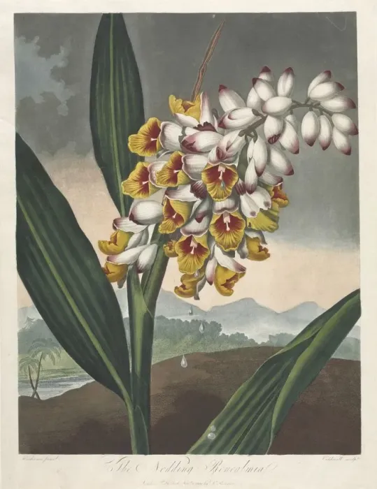 Framed Print : The Temple of Flora, or Garden of Nature: The Nodding Renealmia, 1801 Framed Print : The Temple of Flora, or Garden of Nature: The Nodding Renealmia, 1801