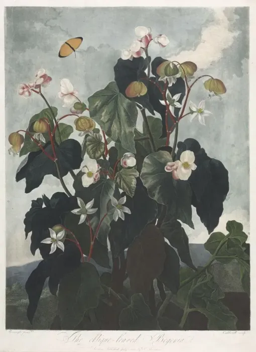 Framed Print : The Temple of Flora, or Garden of Nature: The Obique-leaved Begonia, 1800. Creator Framed Print : The Temple of Flora, or Garden of Nature: The Obique-leaved Begonia, 1800. Creator