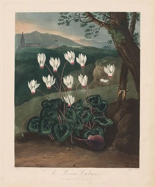 The Temple of Flora, or Garden of Nature: The Persian Cyclamen, 1799-1807. Creator