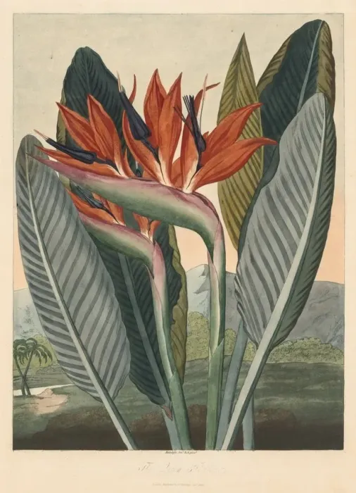 Framed Print : The Temple of Flora; or Garden of Nature: The Queen Flower, 1812. Creator: Philip Reinagle Framed Print : The Temple of Flora; or Garden of Nature: The Queen Flower, 1812. Creator: Philip Reinagle