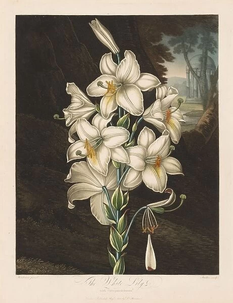The Temple of Flora, or Garden of Nature: The White Lily with Variegated Leaves, 1800