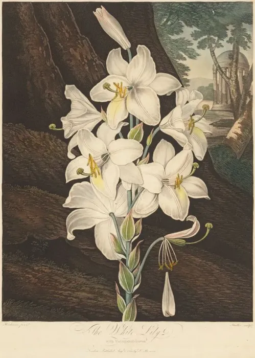 Framed Print : The Temple of Flora; or Garden of Nature: White Lily with Variegated Leaves... 1800 Framed Print : The Temple of Flora; or Garden of Nature: White Lily with Variegated Leaves... 1800