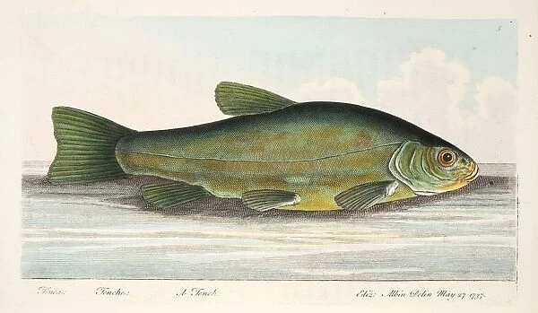 The Tench, from A Treatise on Fish and Fish-ponds, pub. 1832 (hand coloured engraving)