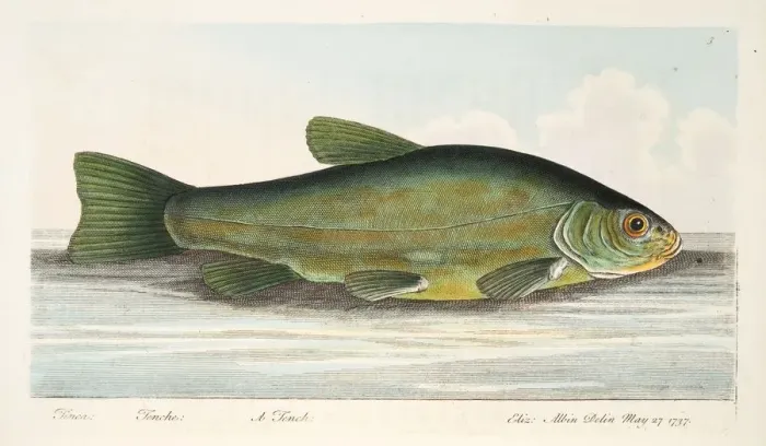 Framed Print : The Tench, from A Treatise on Fish and Fish-ponds, pub. 1832 (hand coloured engraving) Framed Print : The Tench, from A Treatise on Fish and Fish-ponds, pub. 1832 (hand coloured engraving)