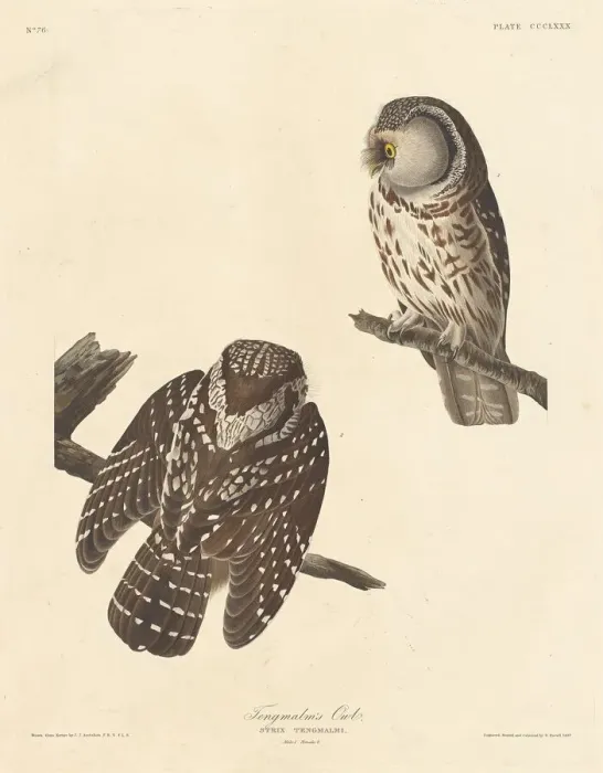 Framed Print : Tengmalms Owl, 1837. Creator: Robert Havell Framed Print : Tengmalms Owl, 1837. Creator: Robert Havell