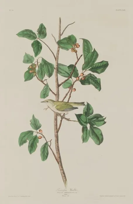 Framed Print : Tennessee Warbler, 1832. Creator: Robert Havell Framed Print : Tennessee Warbler, 1832. Creator: Robert Havell