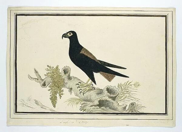 Terathopius ecaudatus (Batealeur), 1778. Creator: Robert Jacob Gordon