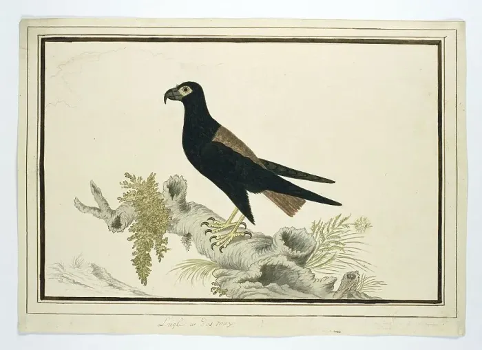 Framed Print : Terathopius ecaudatus (Batealeur), 1778. Creator: Robert Jacob Gordon Framed Print : Terathopius ecaudatus (Batealeur), 1778. Creator: Robert Jacob Gordon