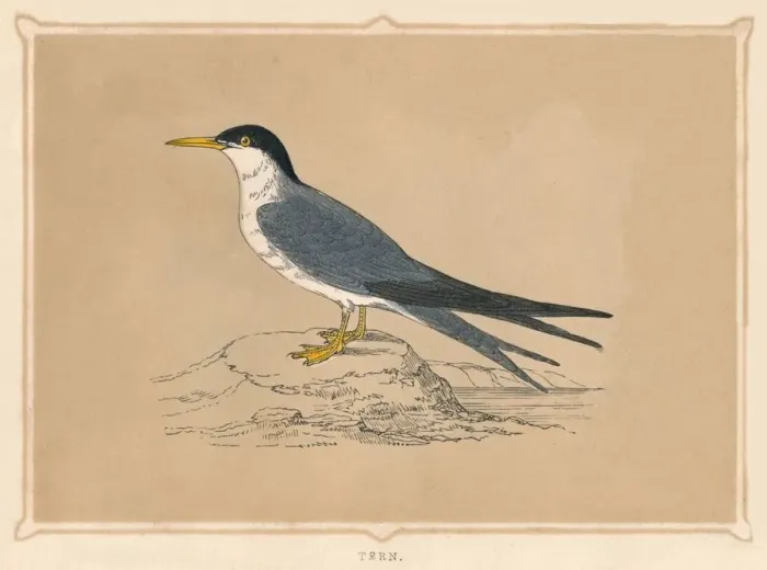 Framed Print : Tern, (Sternidae), c1850, (1856)