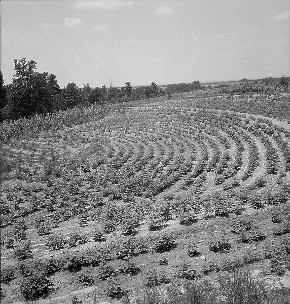 Terraced fields of sharecropper, near Gaffney, South Carolina, 1937. Creator: Dorothea Lange