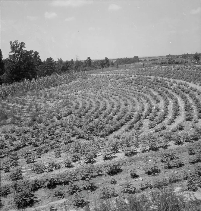 Framed Print : Terraced fields of sharecropper, near Gaffney, South Carolina, 1937. Creator: Dorothea Lange Framed Print : Terraced fields of sharecropper, near Gaffney, South Carolina, 1937. Creator: Dorothea Lange