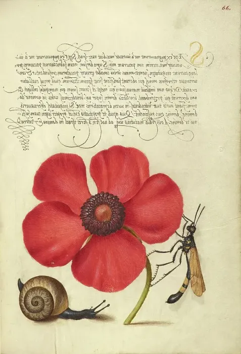 Framed Print : Terrestrial Mollusk, Poppy Anemone, and Crane Fly, 1561-1562; illumination added 1591-1596. Creator: Joris Hoefnagel Framed Print : Terrestrial Mollusk, Poppy Anemone, and Crane Fly, 1561-1562; illumination added 1591-1596. Creator: Joris Hoefnagel