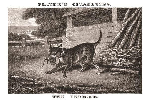 The Terrier, (1924). Creator: Unknown