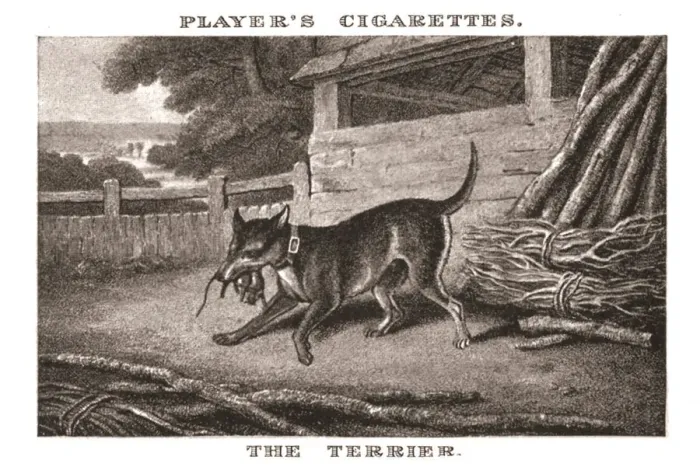 Framed Print : The Terrier, (1924). Creator: Unknown Framed Print : The Terrier, (1924). Creator: Unknown