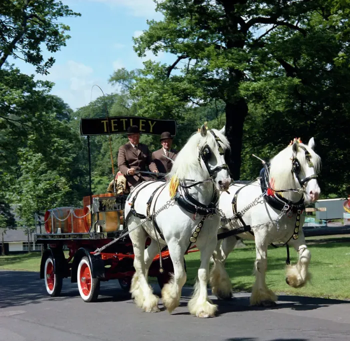 Framed Print : Tetley shire horses, Roundhay Park, Leeds, West Yorkshire, 1968. Artist: Michael Walters Framed Print : Tetley shire horses, Roundhay Park, Leeds, West Yorkshire, 1968. Artist: Michael Walters