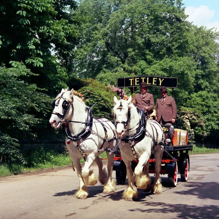 Framed Print : Tetley shire horses, Roundhay Park, Leeds, West Yorkshire, 1968. Artist: Michael Walters Framed Print : Tetley shire horses, Roundhay Park, Leeds, West Yorkshire, 1968. Artist: Michael Walters