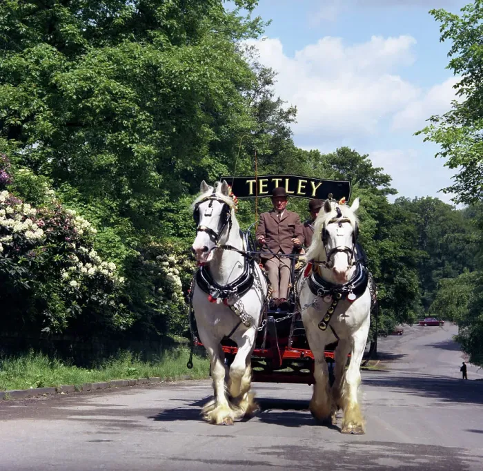 Framed Print : Tetley shire horses, Roundhay Park, Leeds, West Yorkshire, 1968. Artist: Michael Walters Framed Print : Tetley shire horses, Roundhay Park, Leeds, West Yorkshire, 1968. Artist: Michael Walters