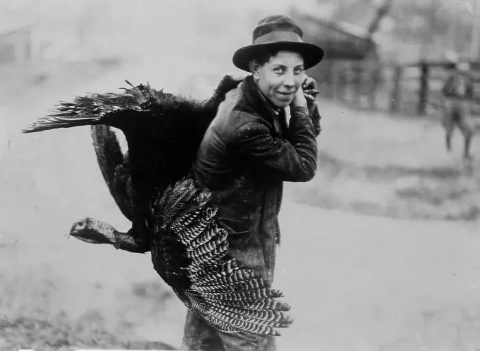 Framed Print : Thanksgiving turkey, between c1910 and c1915. Creator: Bain News Service
