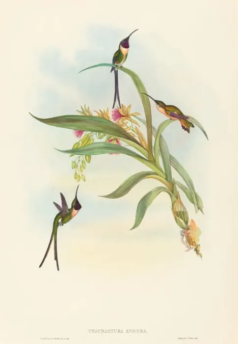 Framed Print : Tharmastura enicura (Slender Shear-Tail). Creators: John Gould, Henry Constantine Richter Framed Print : Tharmastura enicura (Slender Shear-Tail). Creators: John Gould, Henry Constantine Richter