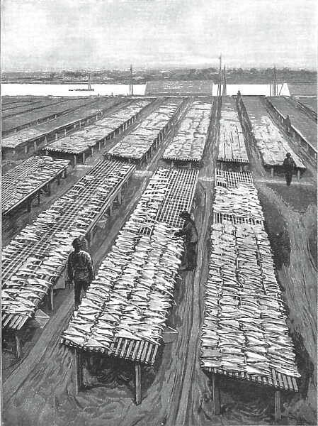 'The American Fisheries Question; Cod Drying on Flakes at Gloucester, Massachusetts, 1890. Creator: Rev. W.S Green