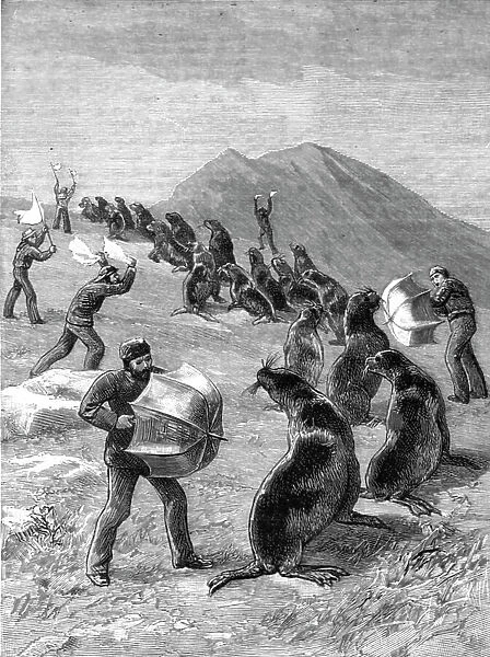 'The American Fisheries Question; Driving Seals to the Killing Place, Behring's Straits, 1890. Creator: H.W Elliot