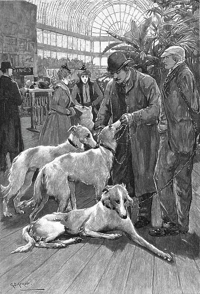 'The Crystal Palace Dog Show -- Russian Wolf Hounds awaiting their turn to Enter the Ring, 1890. Creator: Unknown