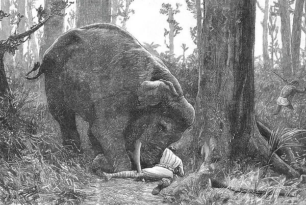 'The Dangers of Elephant Shooting -- Captain Peterson's Hunting Accident in the Malay Peninsula, 1 Creator: Unknown
