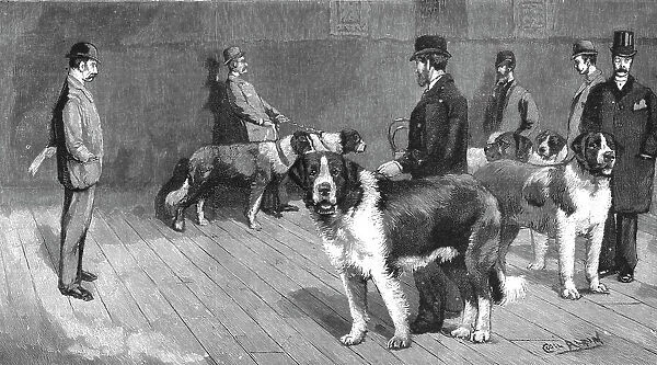 'The Judging at the St.Bernard Club Show, held at Olympia, 1890. Creator: Unknown
