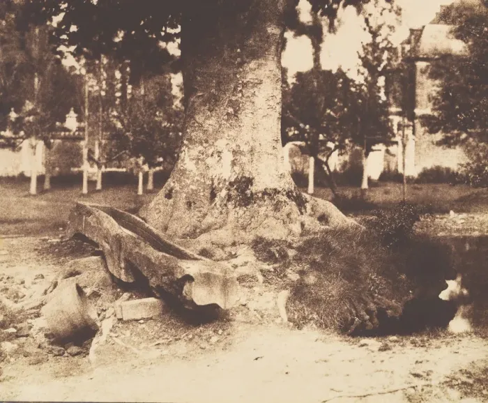 Framed Print : [The Large Tree at La Verrerie, Romesnil], ca. 1852. Creator: Louis-Remy Robert