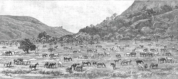 'The Pioneer Corps of the British South Africa Co's Forces on their way to Mashonaland; The Camp on Creator: Unknown