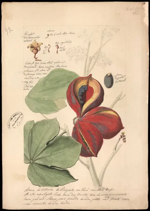 Framed Print : Theobroma bicolor, 1785. Creator: Freire, JoseJoaquim (1760-1847) Framed Print : Theobroma bicolor, 1785. Creator: Freire, JoseJoaquim (1760-1847)