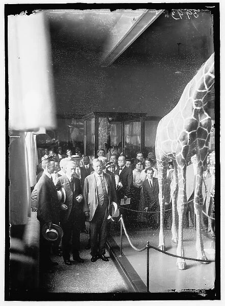 Theodore Roosevelt at National Museum, between 1914 and 1917. Creator: Harris & Ewing. Theodore Roosevelt at National Museum, between 1914 and 1917. Creator: Harris & Ewing