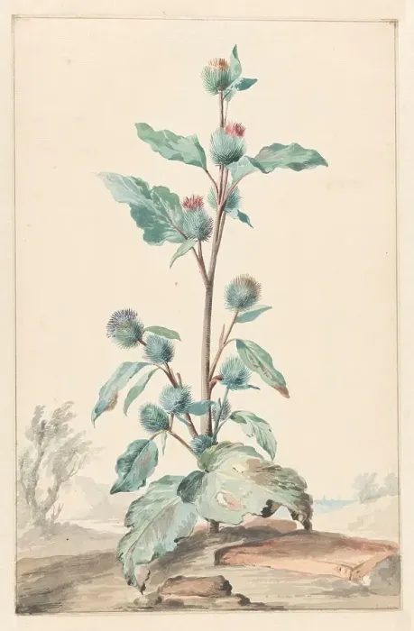 Framed Print : Thistle, 1725-1792. Creator: Aert Schouman Framed Print : Thistle, 1725-1792. Creator: Aert Schouman