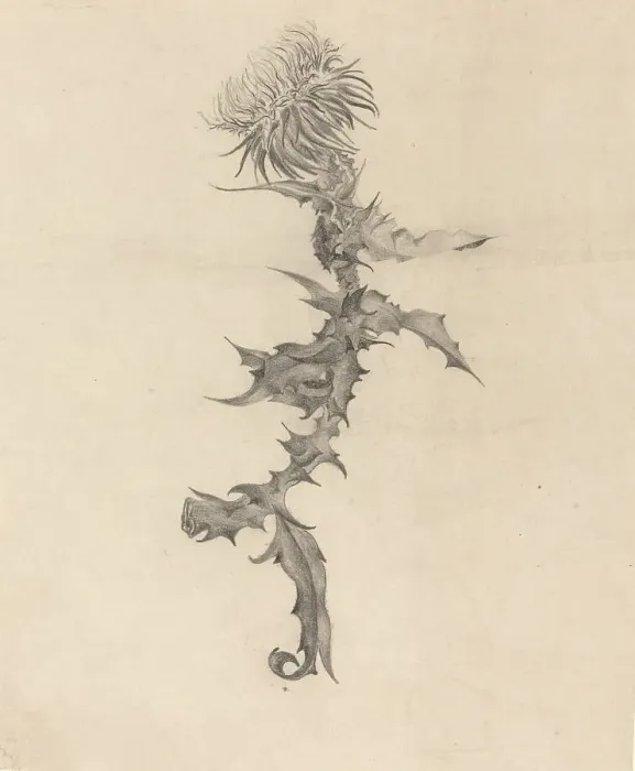 Framed Print : Thistle, 1890s. Creator: Karel Vitezslav Masek Framed Print : Thistle, 1890s. Creator: Karel Vitezslav Masek