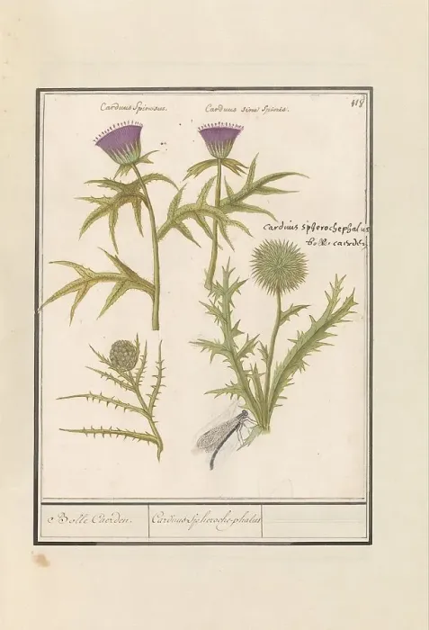 Framed Print : Thistle (Carduus) and Artichoke (Cynara cardunculus), 1596-1610. Creators: Anselmus de Boodt, Elias Verhulst Framed Print : Thistle (Carduus) and Artichoke (Cynara cardunculus), 1596-1610. Creators: Anselmus de Boodt, Elias Verhulst