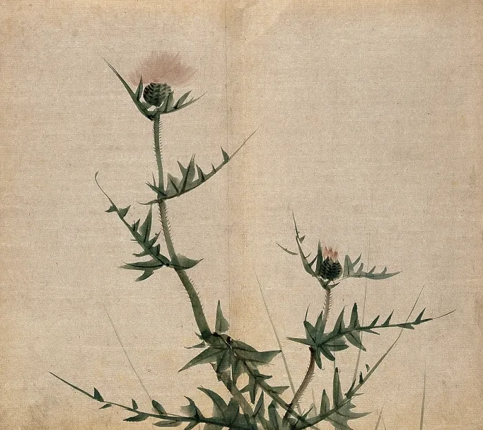 Framed Print : A thistle (Cirsium species): flowering stem. Creator: Unknown Framed Print : A thistle (Cirsium species): flowering stem. Creator: Unknown