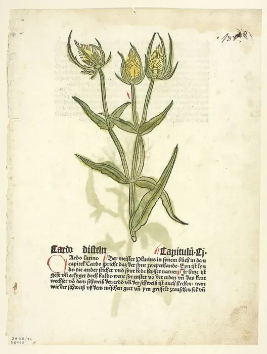 Framed Print : Thistle (recto) and Thistle buds (verso) from Gart Der Gesundheit (also called Hortus...1929. Creator: Erhard Reuwich) Framed Print : Thistle (recto) and Thistle buds (verso) from Gart Der Gesundheit (also called Hortus...1929. Creator: Erhard Reuwich)