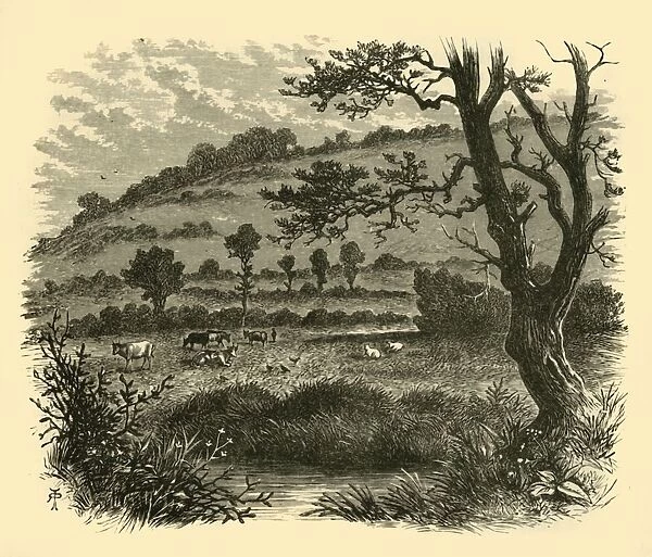 Thistledon, 1898. Creator: Unknown