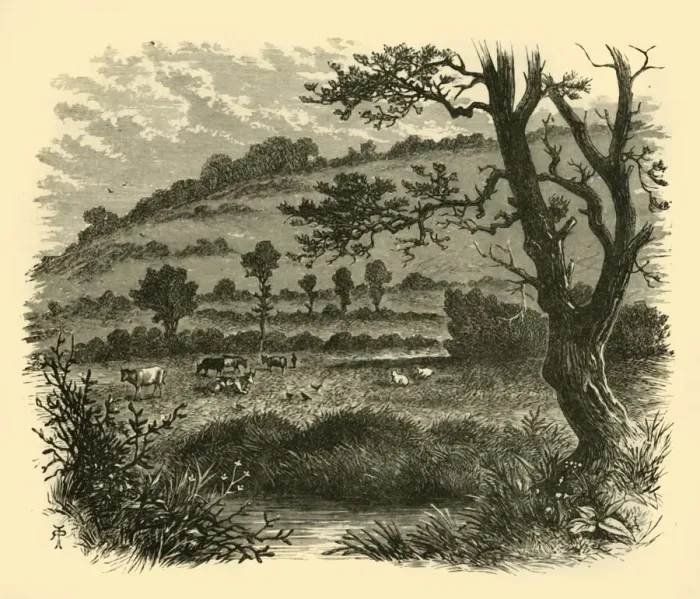 Framed Print : Thistledon, 1898. Creator: Unknown Framed Print : Thistledon, 1898. Creator: Unknown