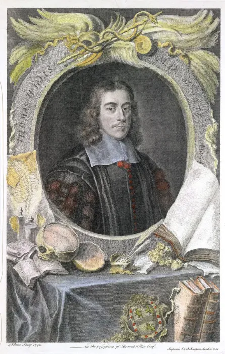 Framed Print : Thomas Willis, 17th century English physician, 1742. Artist: George Vertue Framed Print : Thomas Willis, 17th century English physician, 1742. Artist: George Vertue