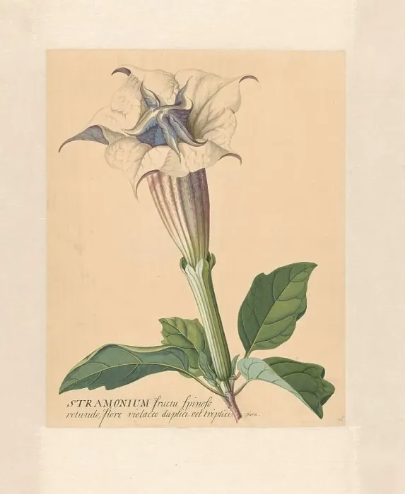Framed Print : Thorn apple, 1771-1816. Creator: Hendrik Schwegman Framed Print : Thorn apple, 1771-1816. Creator: Hendrik Schwegman