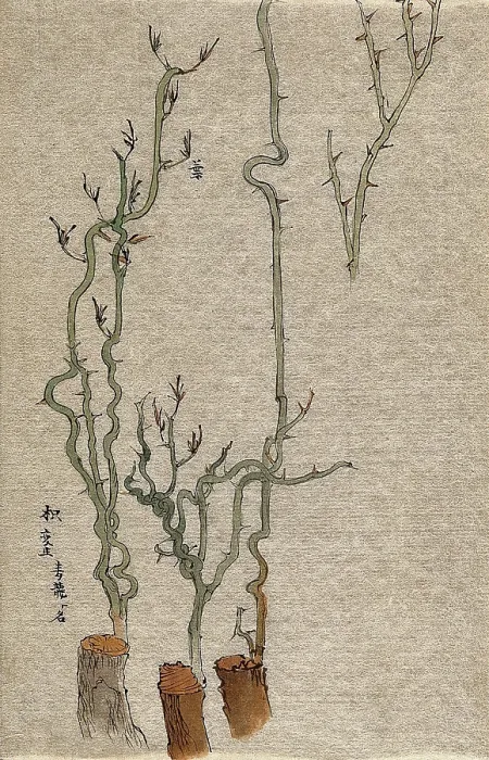 Framed Print : A thorny stem of Poncirus grafted to a woody stock. Creator: Unknown Framed Print : A thorny stem of Poncirus grafted to a woody stock. Creator: Unknown