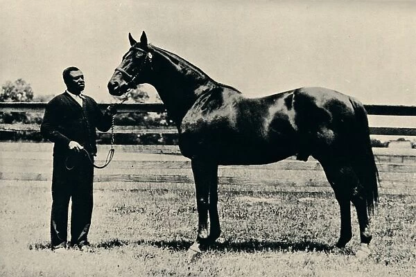 Thoroughbred racehorse, Man O War, c1920