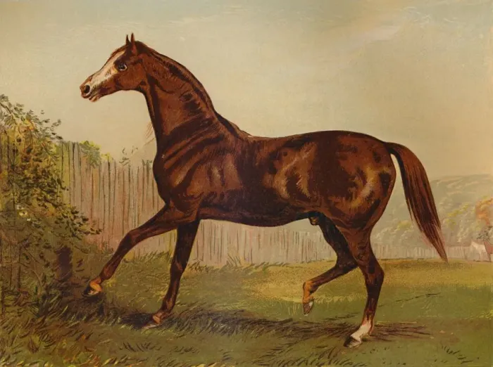 Framed Print : Thoroughbred Sire Blair Athol, winner of the Derby & St Leger 1864, c1879 Framed Print : Thoroughbred Sire Blair Athol, winner of the Derby & St Leger 1864, c1879