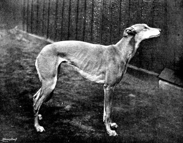 Framed Print : Thoughtless Beauty, the winner of the Waterloo Cup, 1895. Creator: Brown, Barnes & Bell Framed Print : Thoughtless Beauty, the winner of the Waterloo Cup, 1895. Creator: Brown, Barnes & Bell