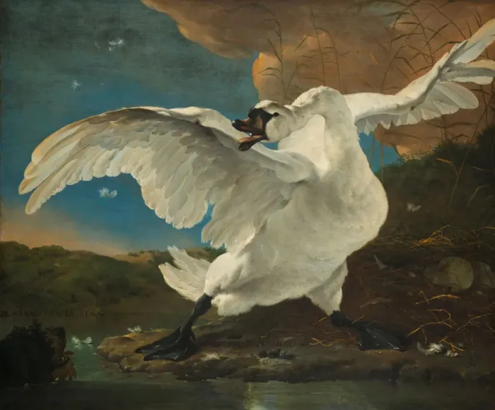 Framed Print : The Threatened Swan, before 1652. Artist: Asselijn, Jan (ca 1610-1652) Framed Print : The Threatened Swan, before 1652. Artist: Asselijn, Jan (ca 1610-1652)